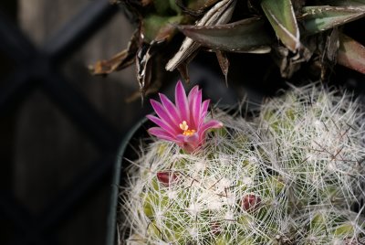 Mammillaria kraehenbuehlii