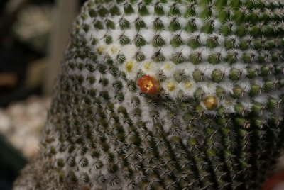 Mammillaria crucigera subsp. tlalocii