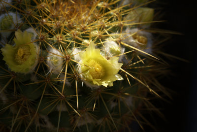 Mammillaria aff. canelensis