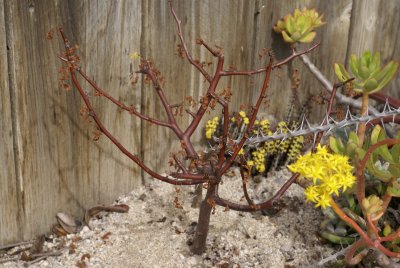 Thick stemmed trees or treelike plants
