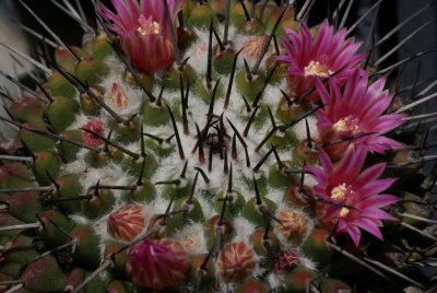 Mammillaria amajacensis