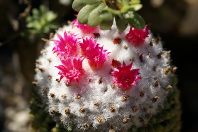 Mammillaria polythele frm. inermis