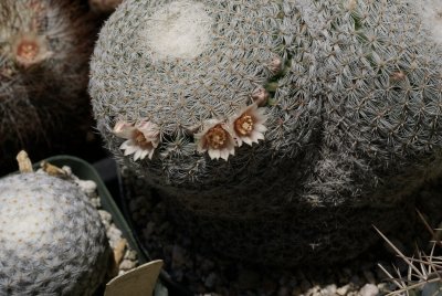 Mammillaria microthele