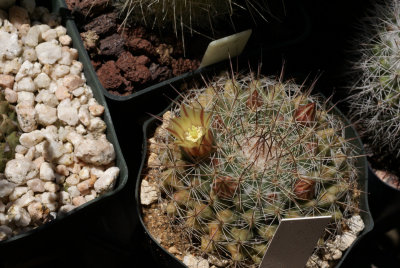 Mammillaria petrophila subsp. arida