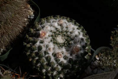 Mammillaria pseudocrucigera