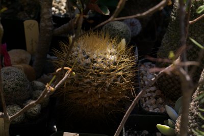 Mammillaria nivosa