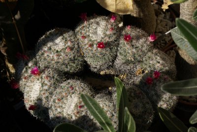 Mammillaria perbella