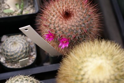 Cacti in San Carlos