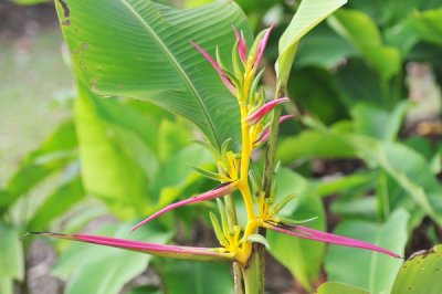 Heliconia aemygdiana_eLYH_9989.jpg