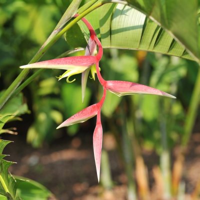 Heliconia chartacea 'Sexy Scarlet'_eLYH_0018.jpg