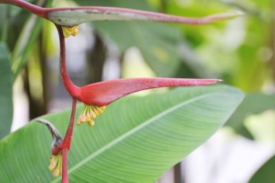 Heliconia collinsiana_eLYH_9970.jpg