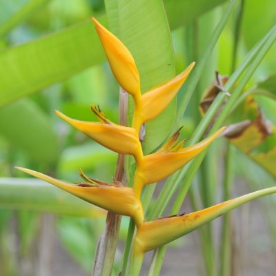 Heliconia latispatha 'Mexican Gold'_eLYH_0007.jpg