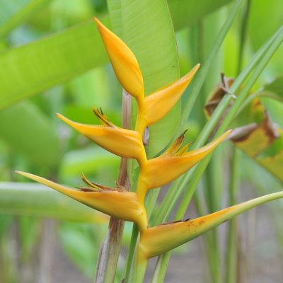 Heliconia latispatha 'Mexican Gold'_eLYH_0007.jpg