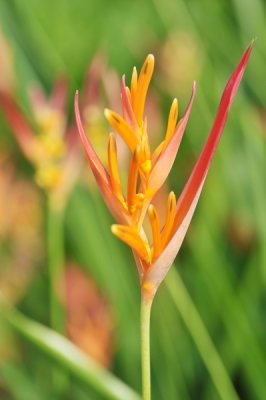 Heliconia psittacorum 'Andromeda'_eLYH_9970.jpg