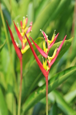 Heliconia psittacorum 'Black Cherry'_eLYH_9930.jpg