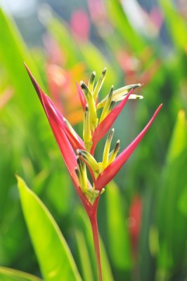 Heliconia psittacorum 'Black Cherry'_eLYH_9935.jpg