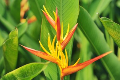 Heliconia psittacorum x spathocircinata 'Keanae Red'_eLYH_9960.jpg