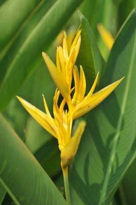 Heliconia psittacorum x spathocircinata 'Yellow Parrot'_eLYH_9956.jpg