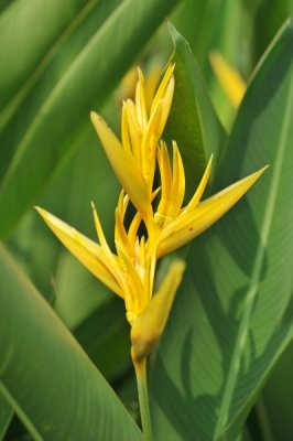 Heliconia psittacorum x spathocircinata 'Yellow Parrot'_eLYH_9956.jpg