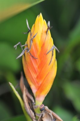 Heliconia episcopalis_eLYH_0004.jpg