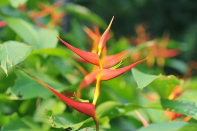 Heliconia latispatha 'Distans'_eLYH_0014.jpg