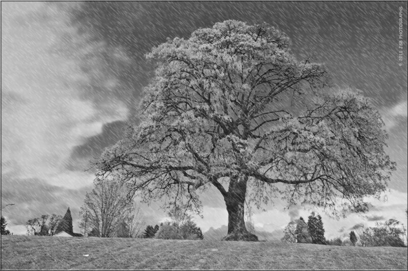 Tree in the park