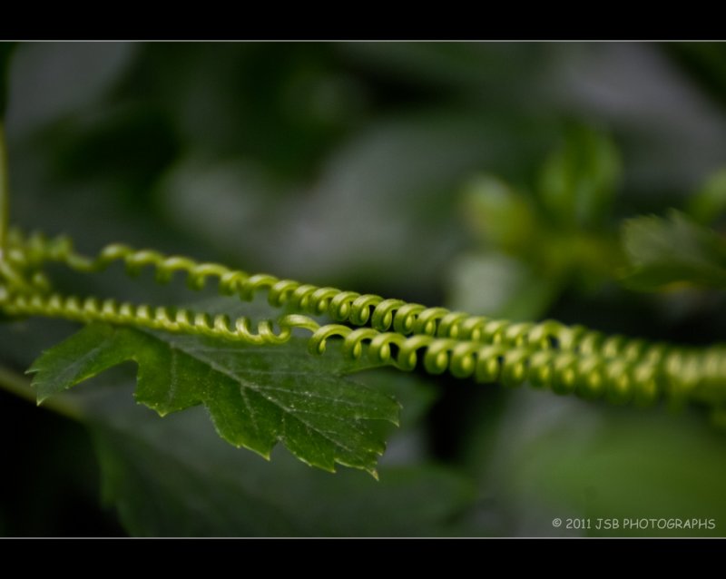 Spring loaded leaf 