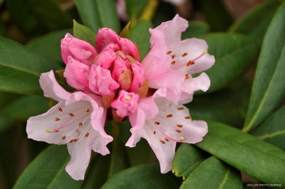 Rhododendron