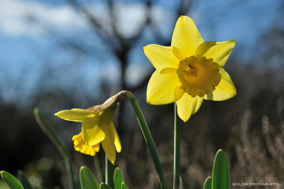 Daffodil