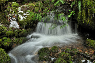 Hidden Creek on mossy lane