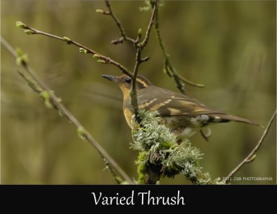 Varied Thrush 