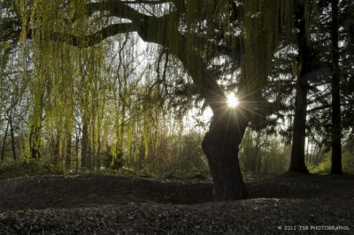 Weeping Willow Tree