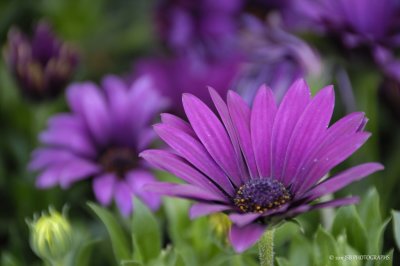 Purple flower power!