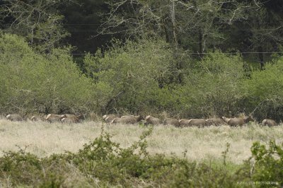 Dean creek elk viewing area