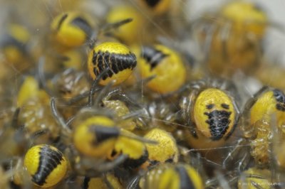 Brood of spiders