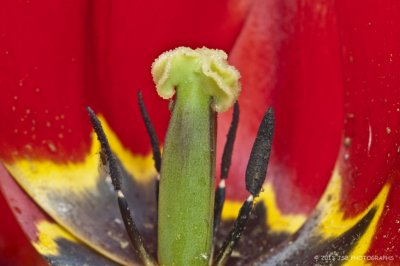 In side a tulip