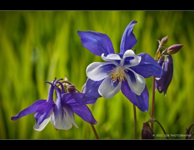 Columbine