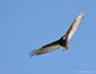 Turkey vulture 