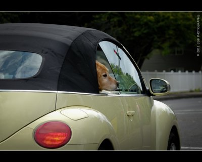 VW dog, a new breed of back seat drivers!