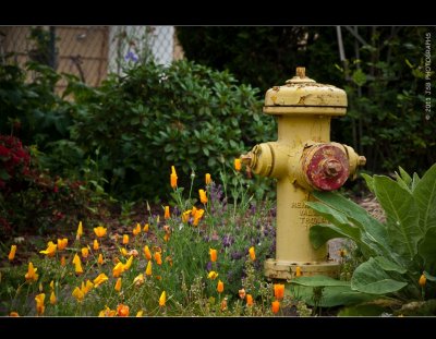 Spring flowers and a fire hydrant