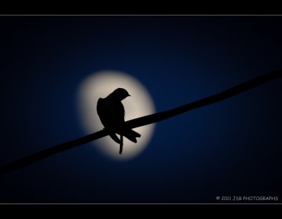 Bird  Moon Silhouette