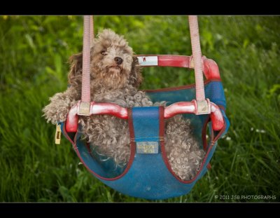 Poodle Swing