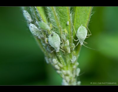 Aphids