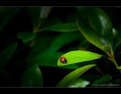 Ladybird in the light