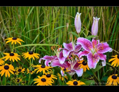 Stargazer lily 