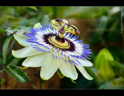 Passiflora  flower 