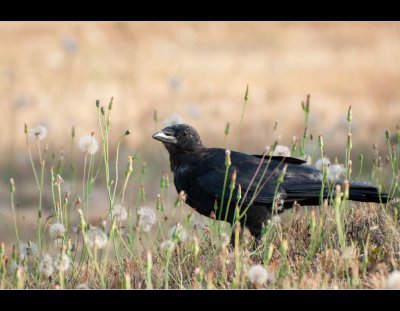  The Crow