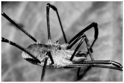 Harvestman Opiliones