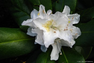 Rhododendron