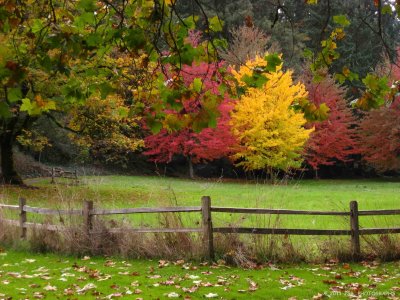 Autumn color at Skinner butte park